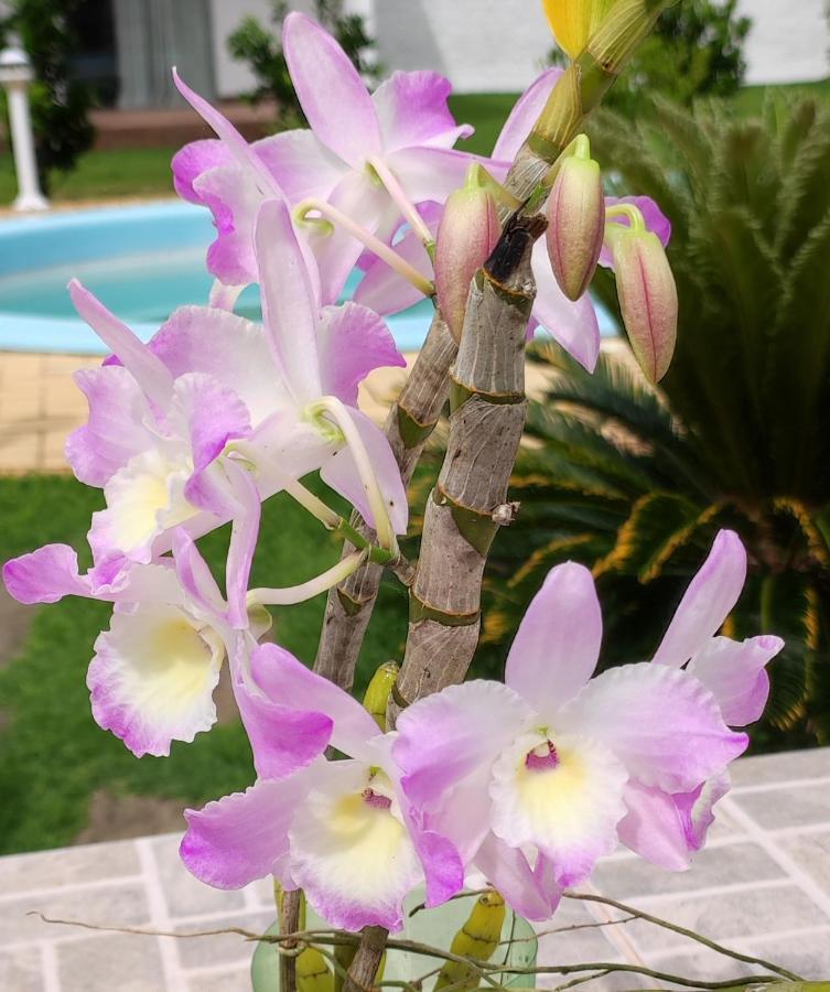 Quinta Do Lapa II Apartment ฟลอเรียนอโปลิส ภายนอก รูปภาพ